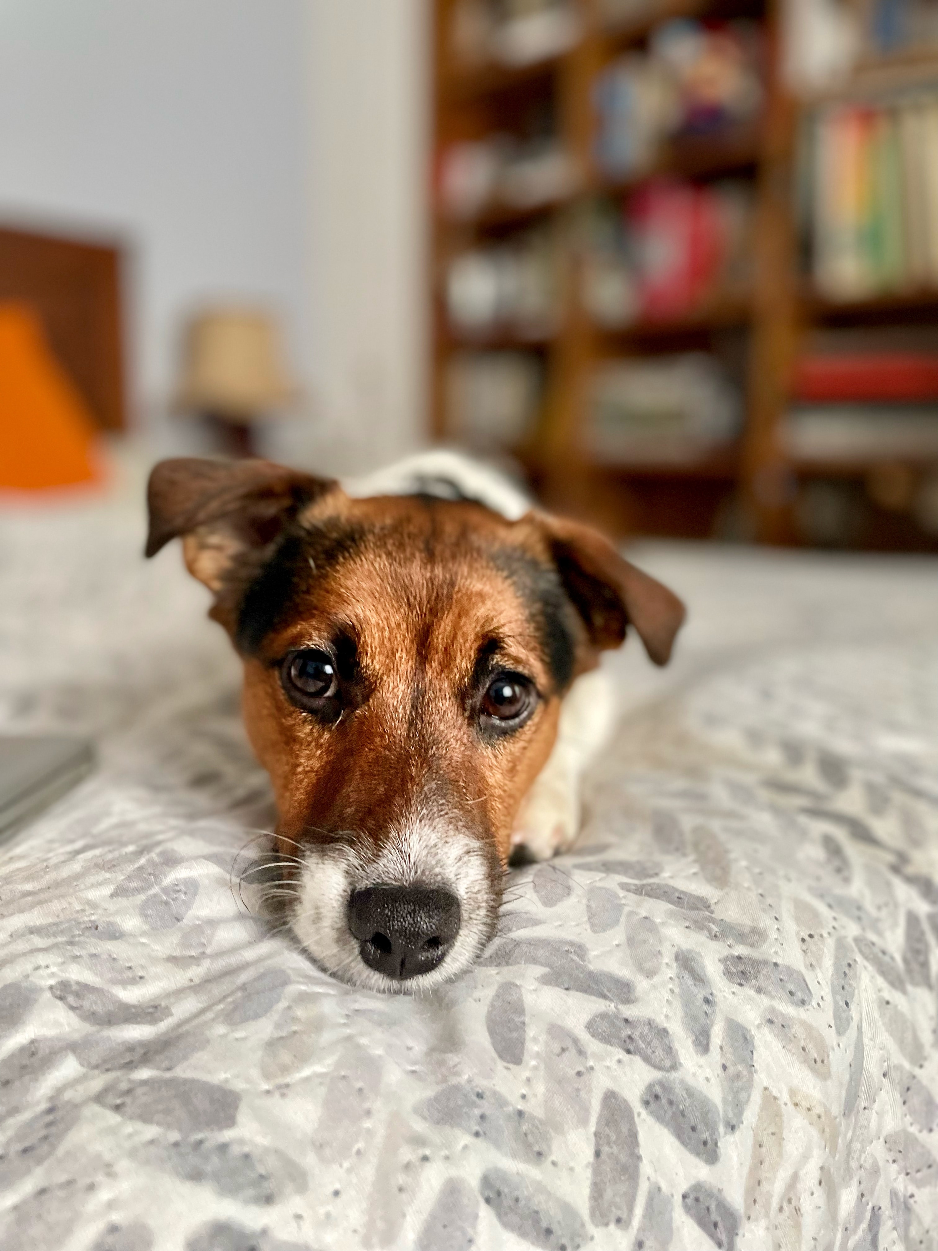 Jack Russell Terrier | Hundezüchter